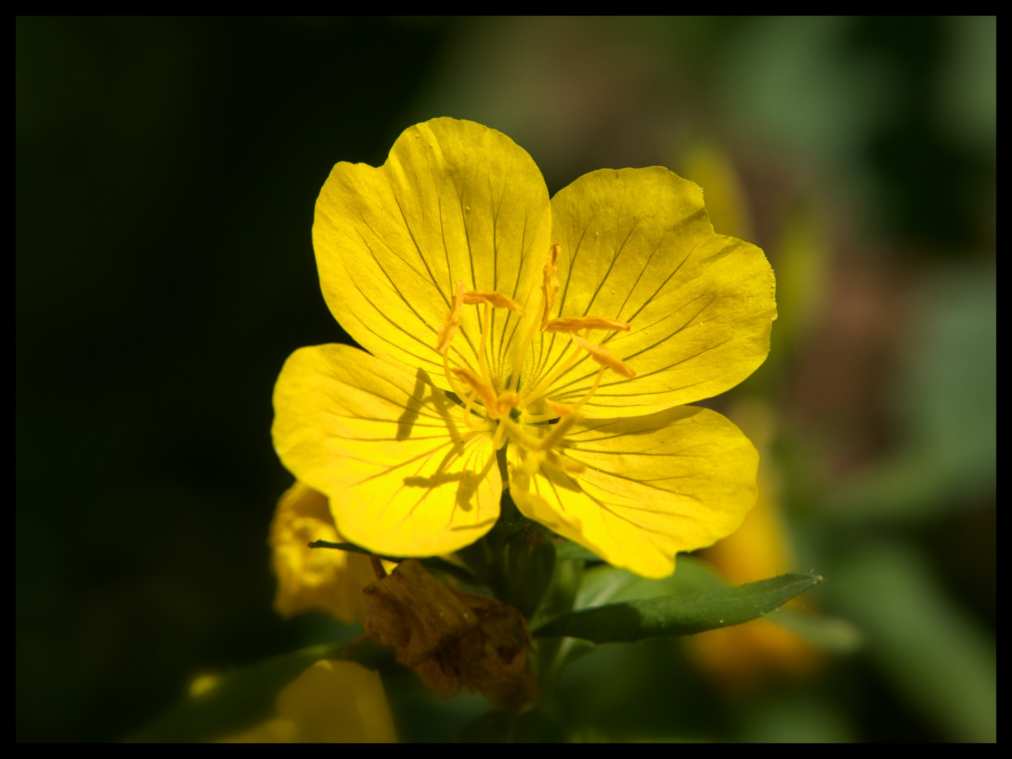 Yellow Girl