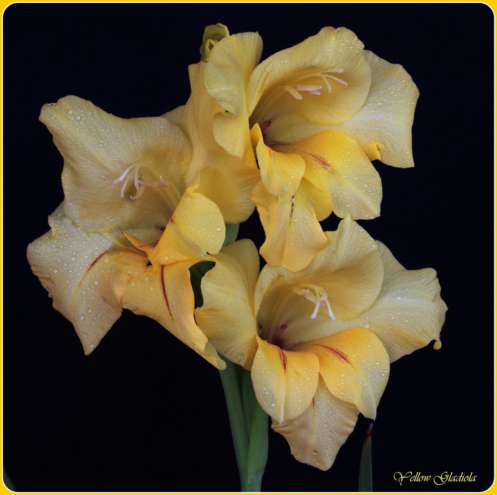 Yellow Gladiola