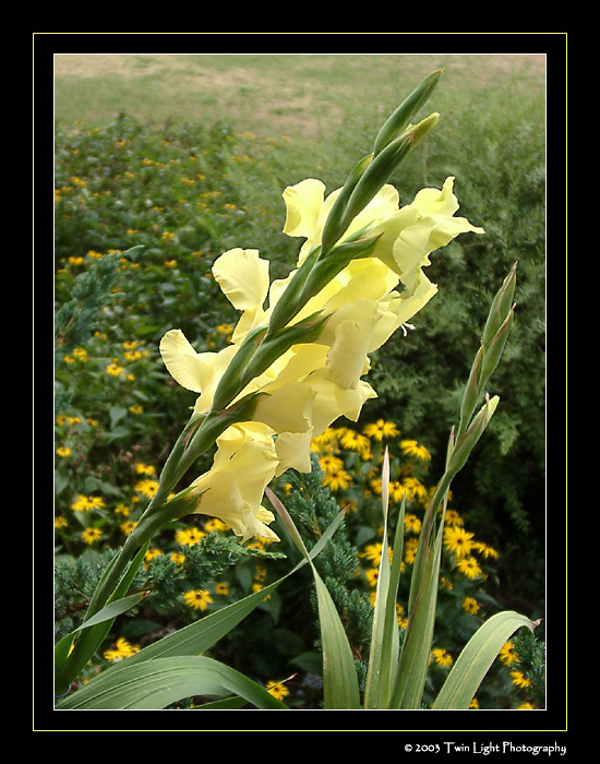 YELLOW-GLADIOLUS