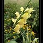 YELLOW-GLADIOLUS