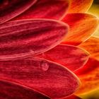 Yellow Glowing Gerbera ...