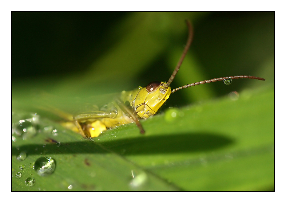 yellow ~ green