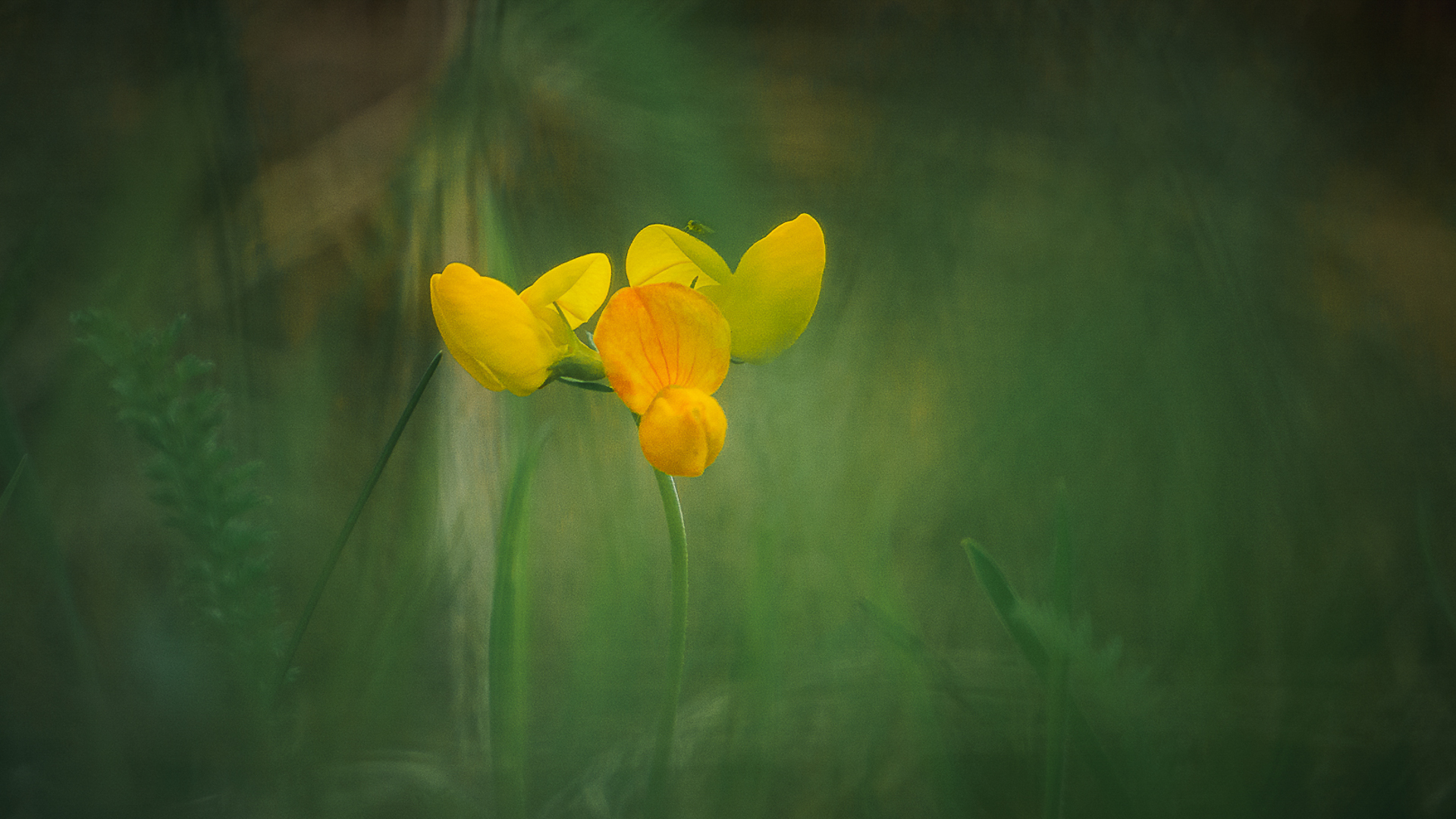 Yellow & Green 