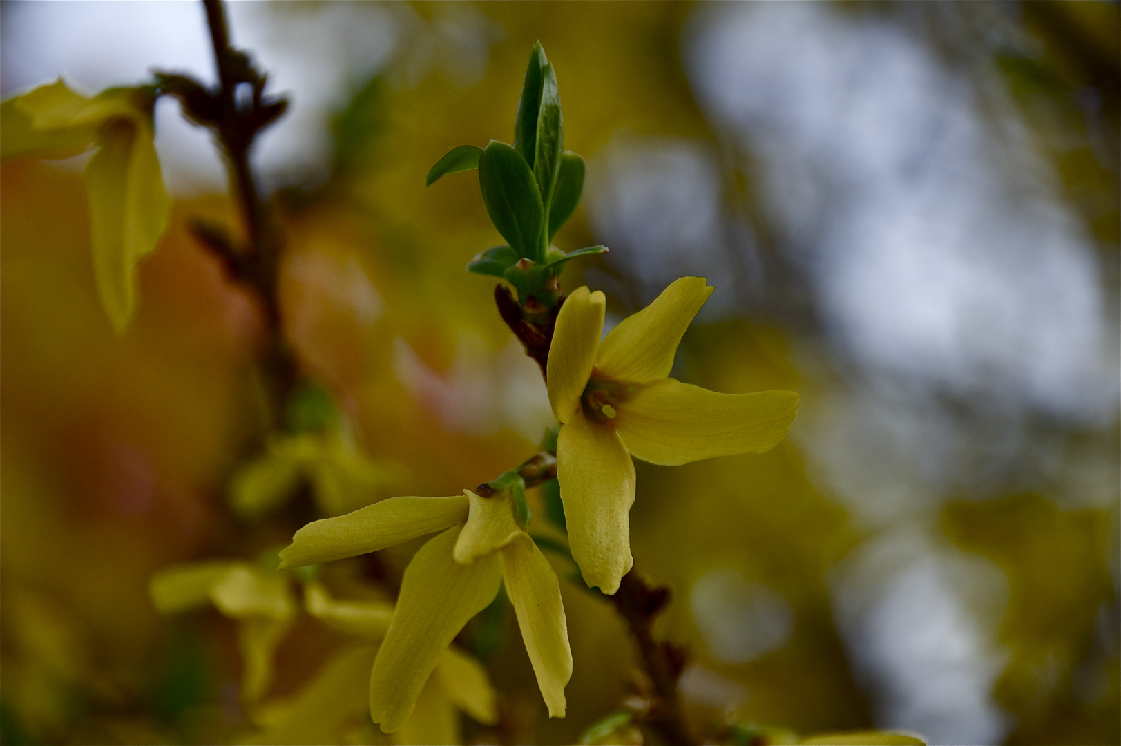 yellow & green