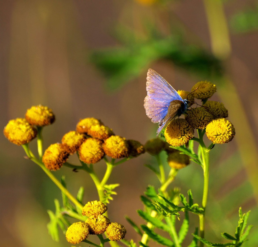 yellow green blue