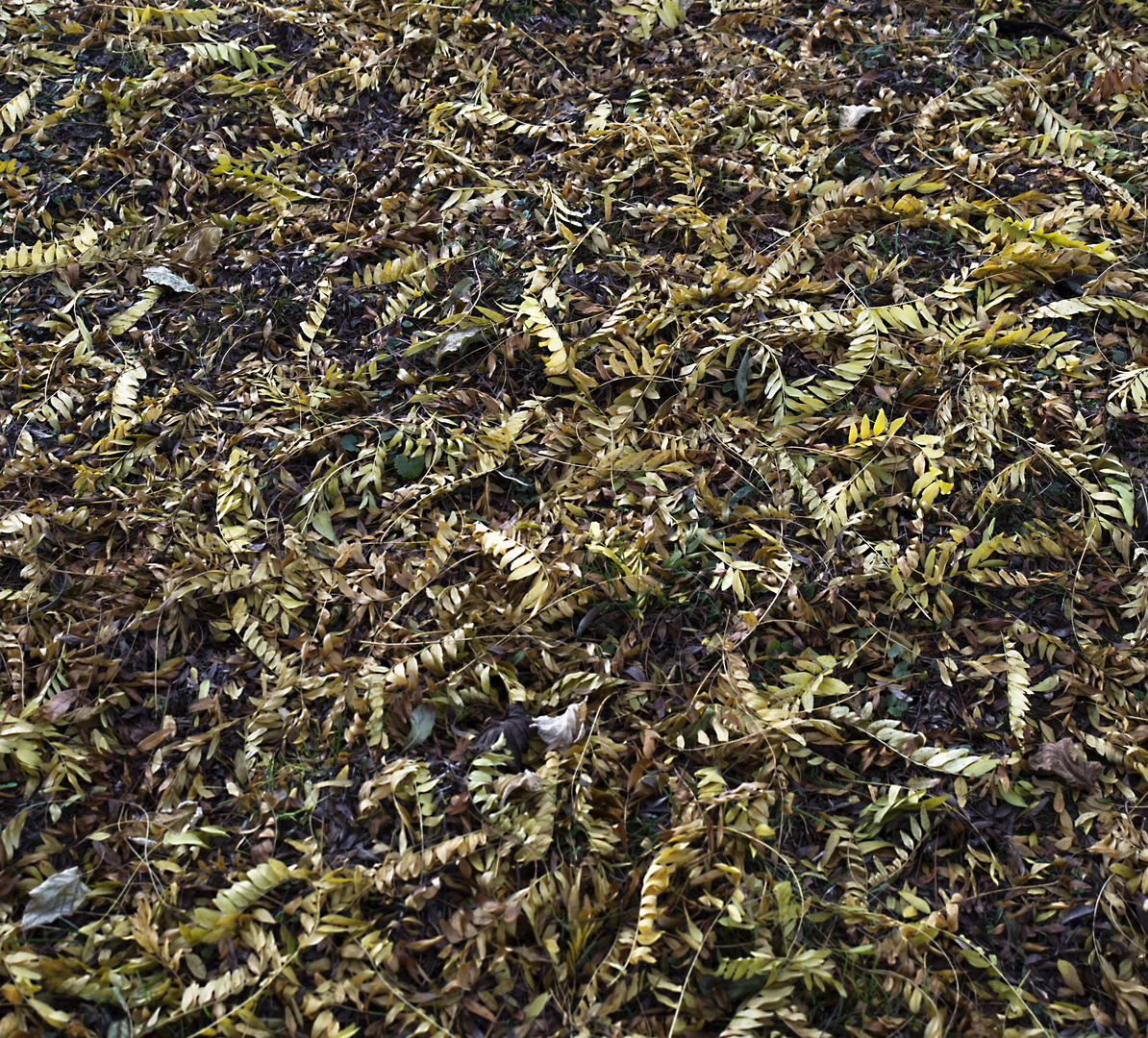 yellow green carpet Foto & Bild natur, herbst, landschaft Bilder auf