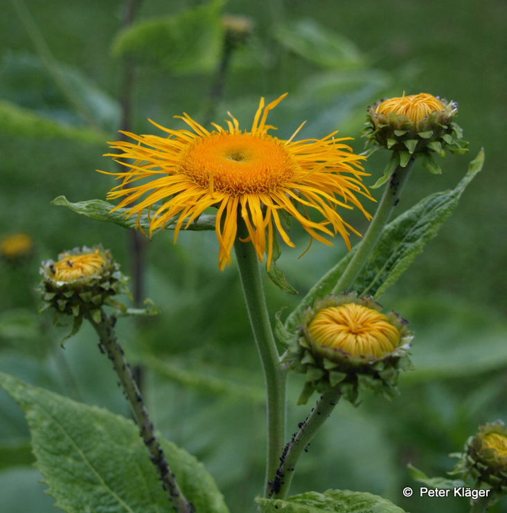 Yellow & Green