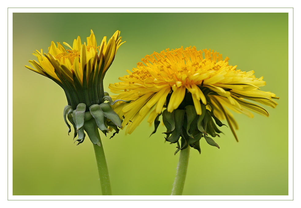 Yellow & Green