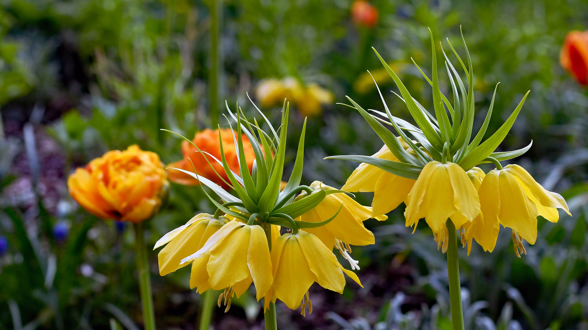 YELLOW & GREEN & ORANGE