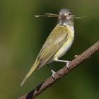 Yellow-green vireo (Vireo flavoviridis)