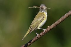 Yellow-green vireo (Vireo flavoviridis)