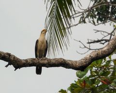 Yellow-headed Caracara