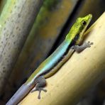 Yellow-headed day gecko (Phelsuma klemmeri)