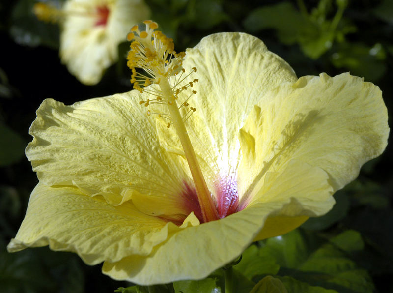 Yellow Hibiscus