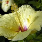 Yellow Hibiscus