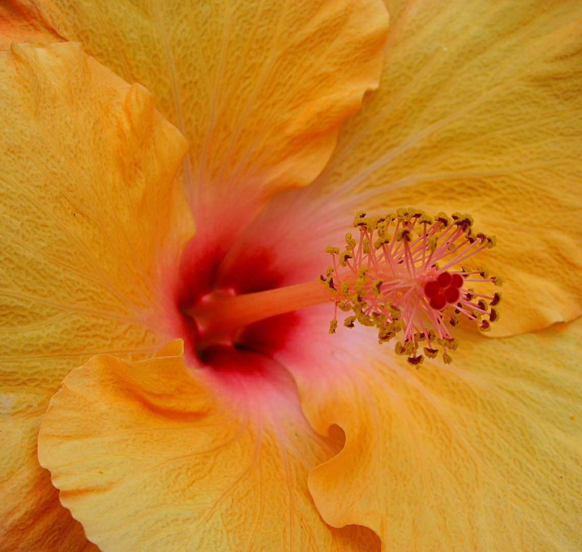 Yellow Hibiscus.