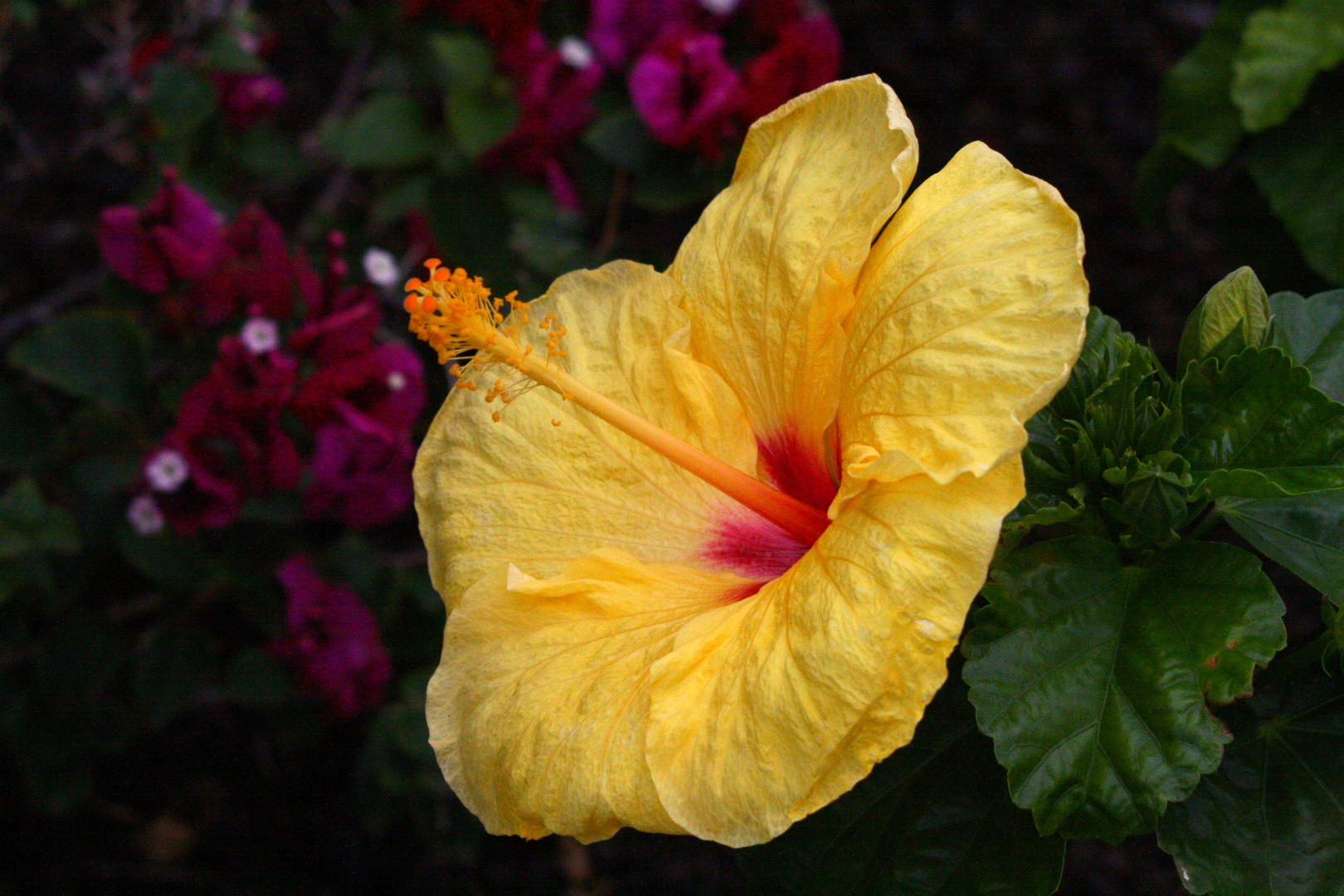 Yellow Hibiscus Hawaiis Nationalblüte