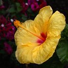 Yellow Hibiscus Hawaiis Nationalblüte