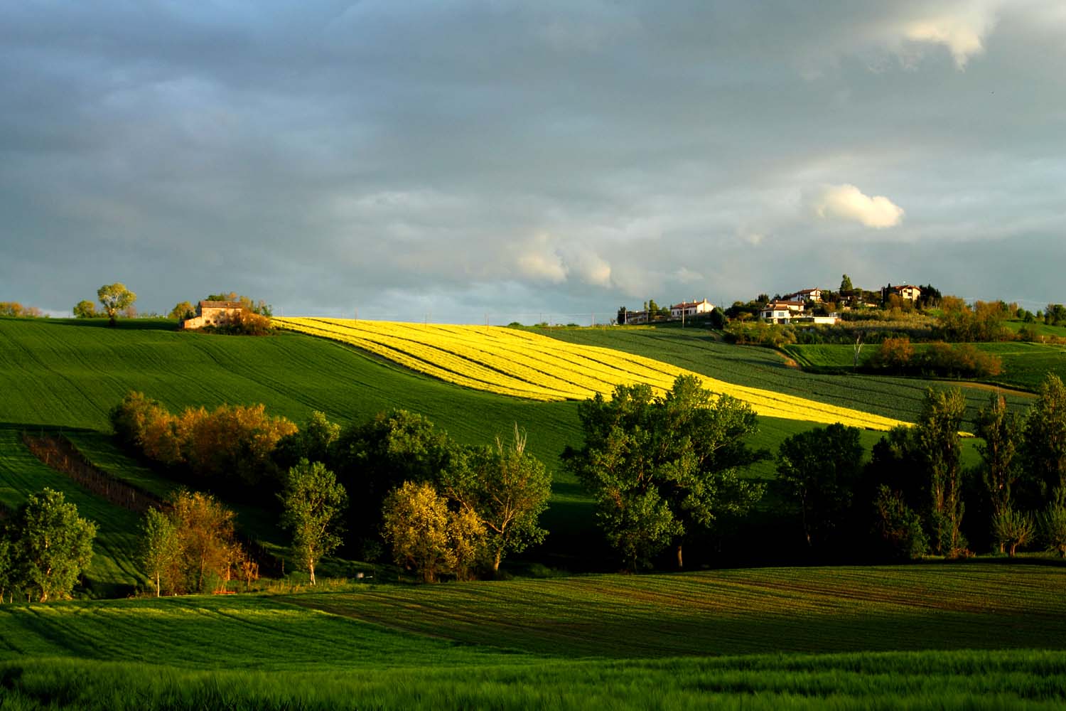 Yellow Hill