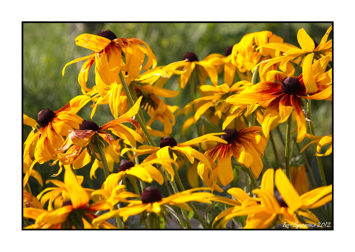 Yellow Honey - Rudbeckia II