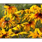 Yellow Honey - Rudbeckia II