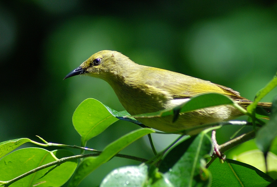 Yellow Honeyeater