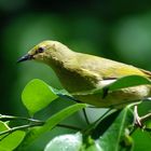 Yellow Honeyeater