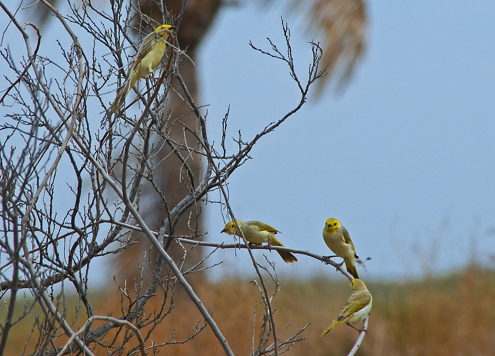 ..Yellow honeyeater..