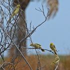 ..Yellow honeyeater..