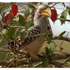 Yellow Hornbill