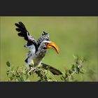 Yellow Hornbill