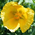 Yellow Horned-poppy (Glaucium flavum)