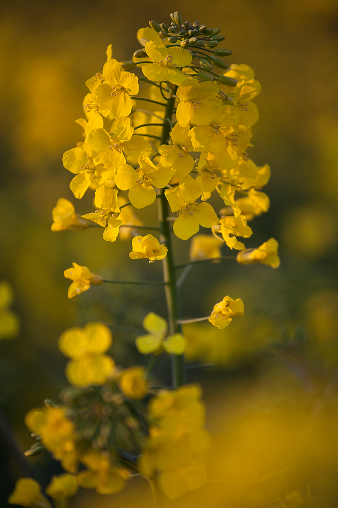 yellow II