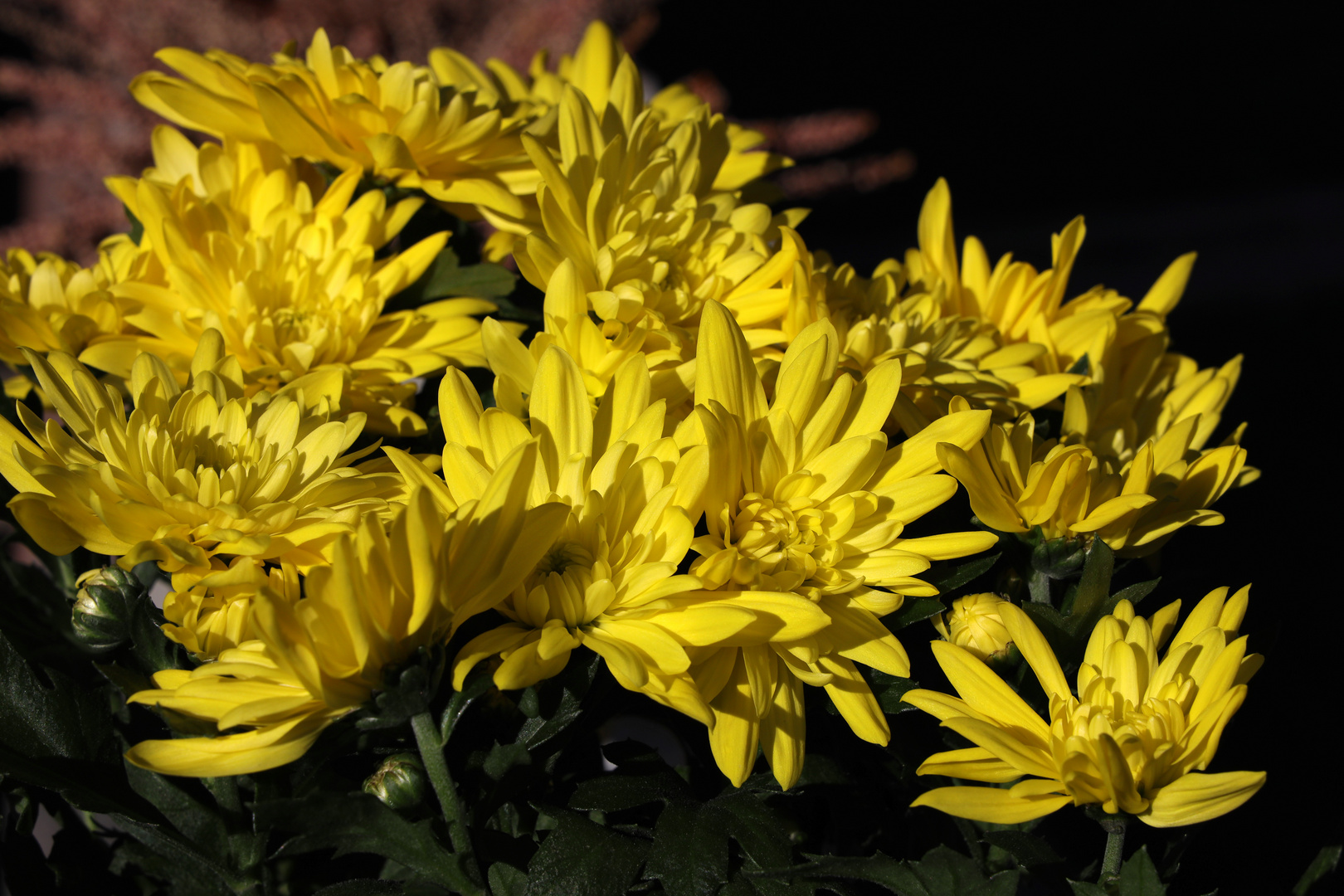 Yellow im Frühling