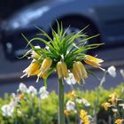 yellow in front of blue