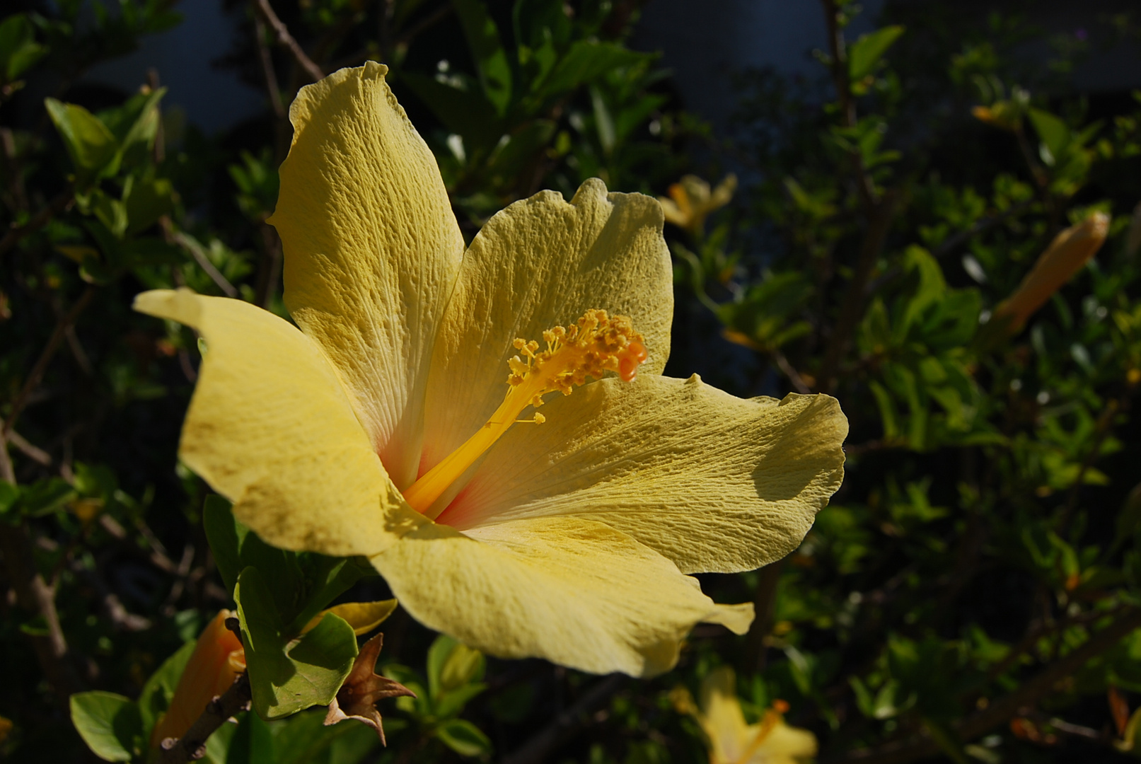 Yellow in Green