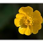 "Yellow" in my garden
