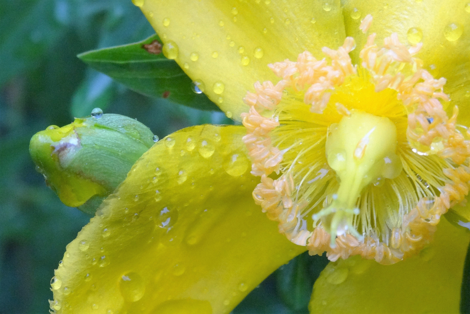 Yellow in the rain