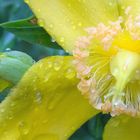 Yellow in the rain