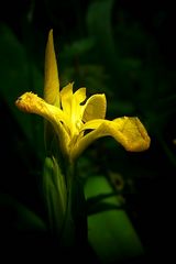 Yellow Iris