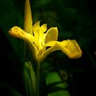 Yellow Iris