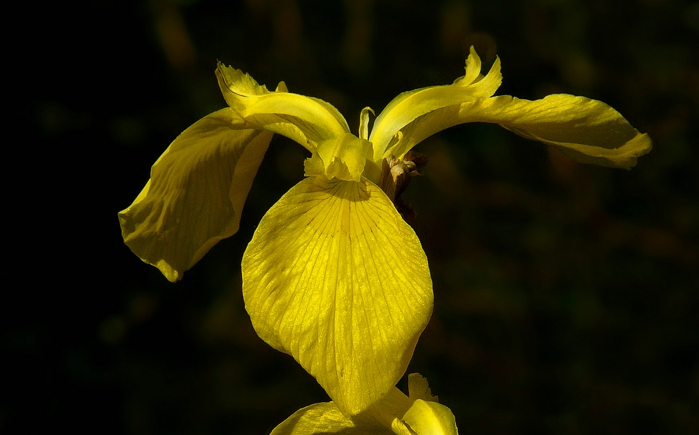 Yellow Iris 