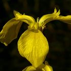 Yellow Iris 