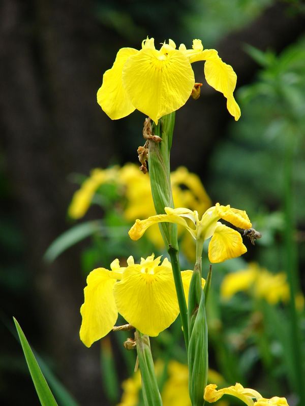 Yellow Iris