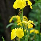 Yellow Iris