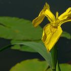 Yellow Iris