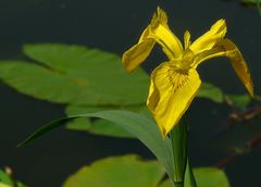 Yellow Iris