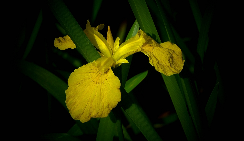 Yellow Iris