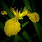 Yellow Iris