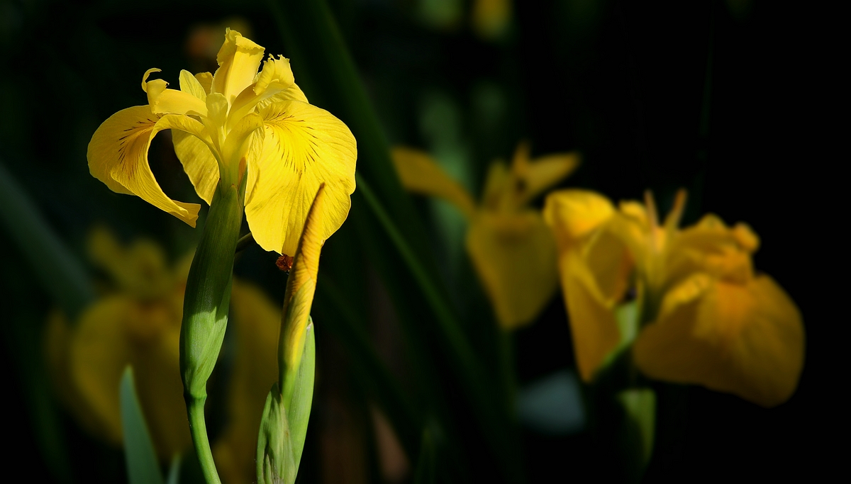 Yellow Iris 